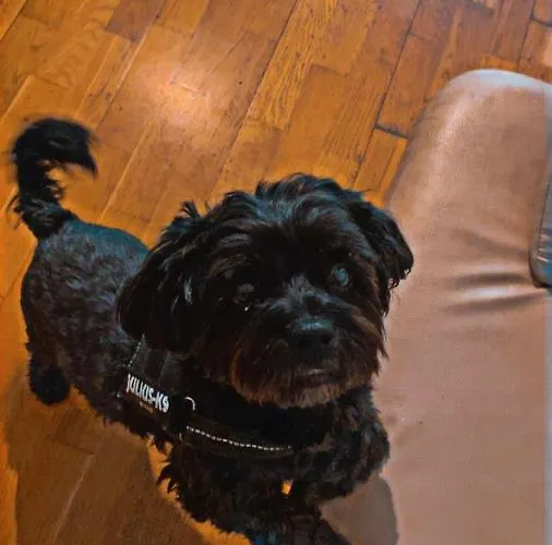 Black Dog Hostel Budapest